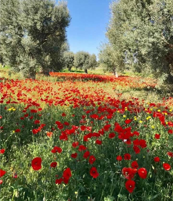 فيلا Trulli Francesca Ciclovia لوكوروتوندو المظهر الخارجي الصورة